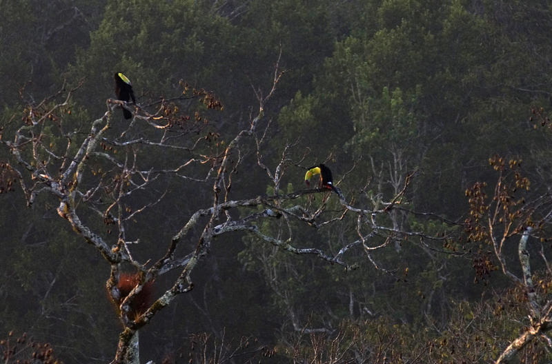 toucans in Guatemalan rainforest trees